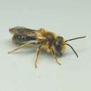 Image of Cherry Mining Bee