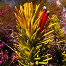 صورة Retzia capensis Thunb.