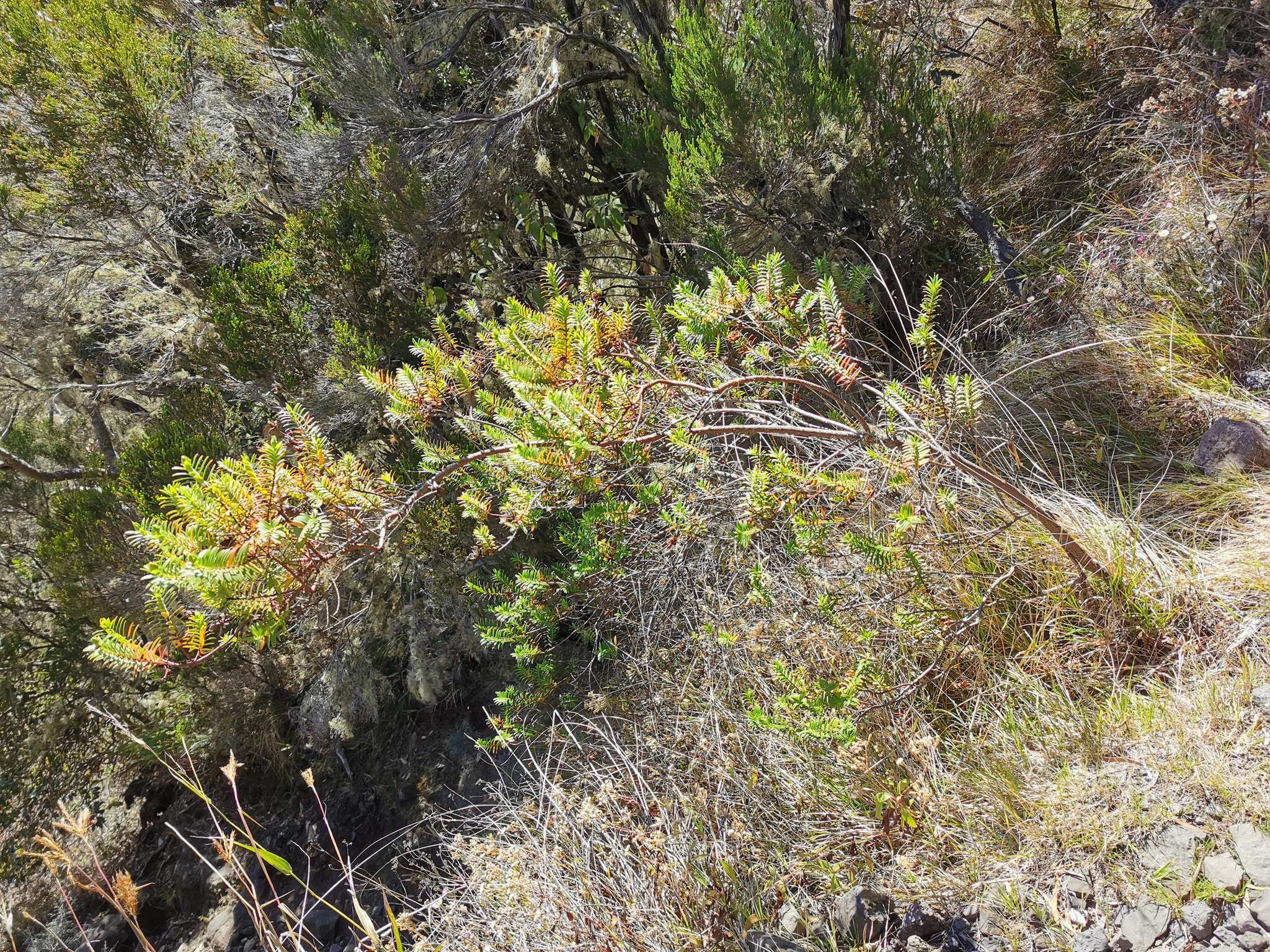 Image de Hypericum lanceolatum Lam.