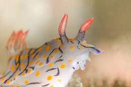 Image of Hypselodoris kanga Rudman 1977