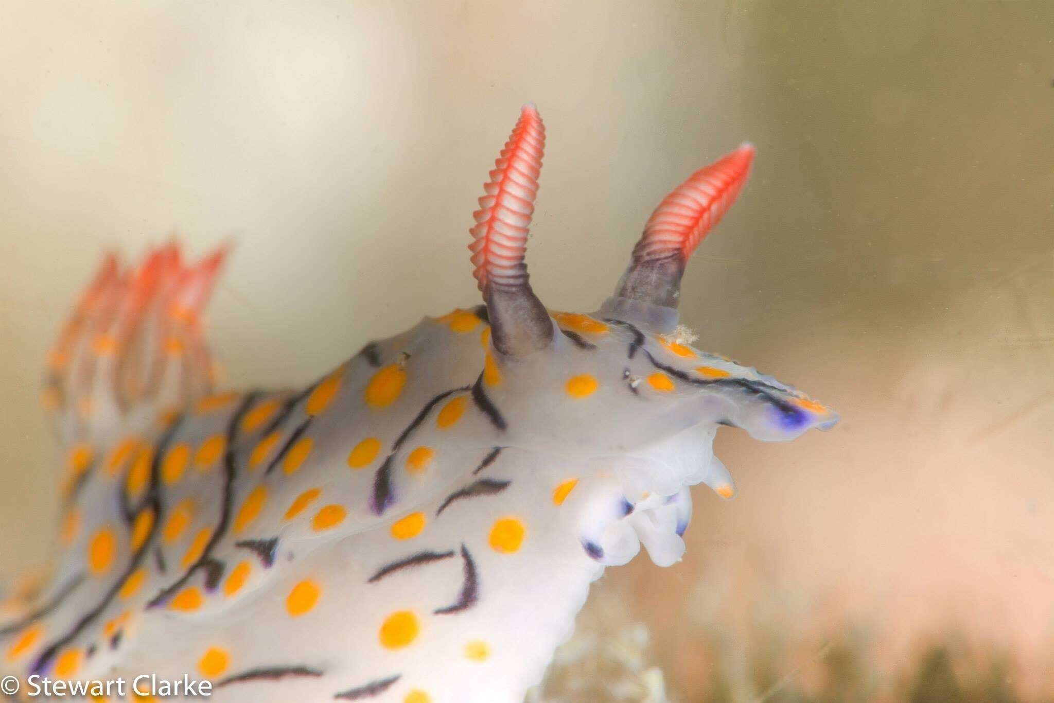 Image of Hypselodoris kanga Rudman 1977