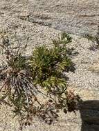 Image of Potentilla multifida var. ornithopoda Wolf