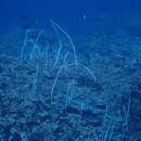 Image of Delicate sea whips