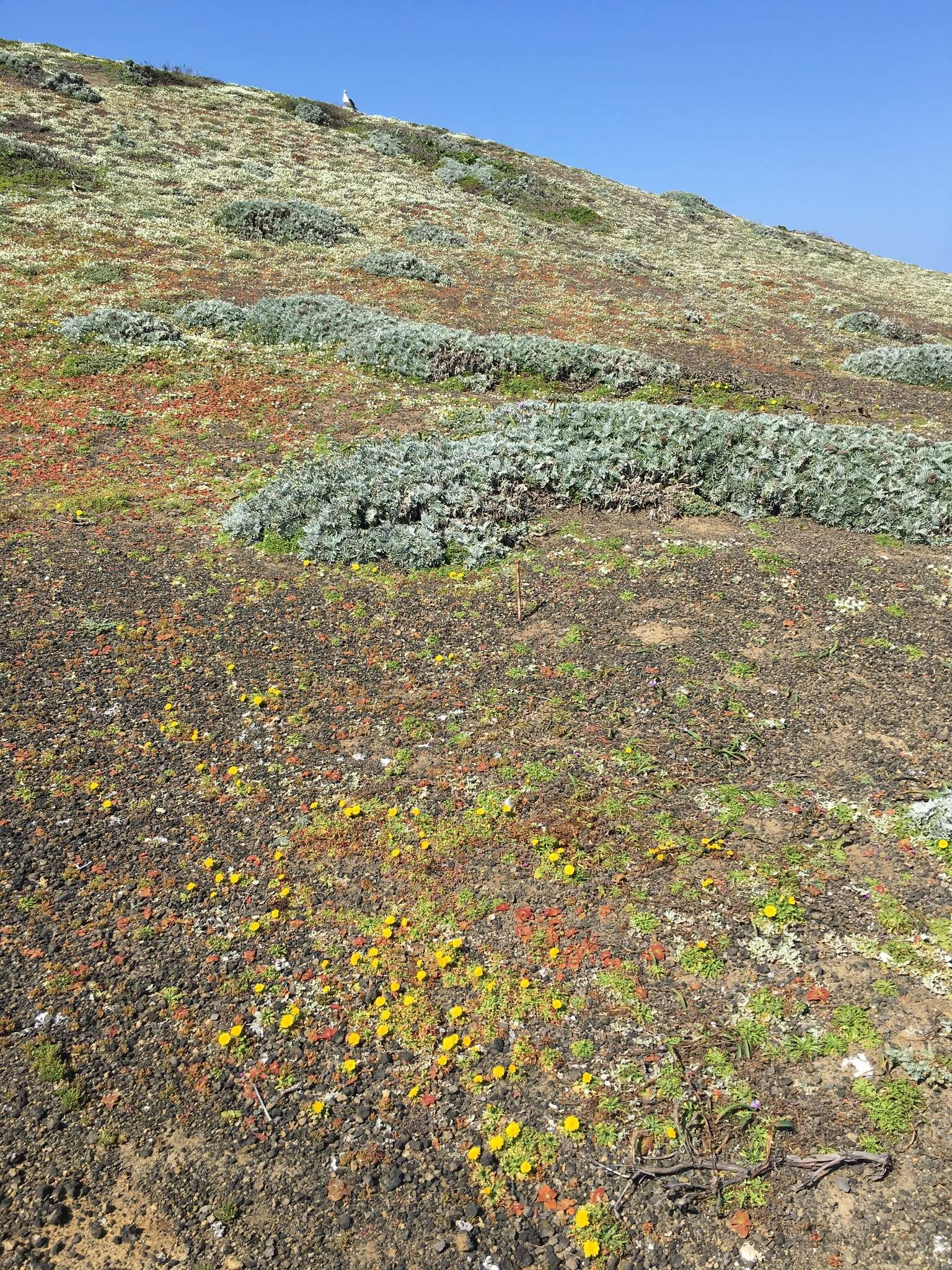 Image de Malacothrix foliosa subsp. philbrickii W. S. Davis