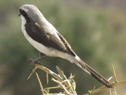 Image of true shrikes