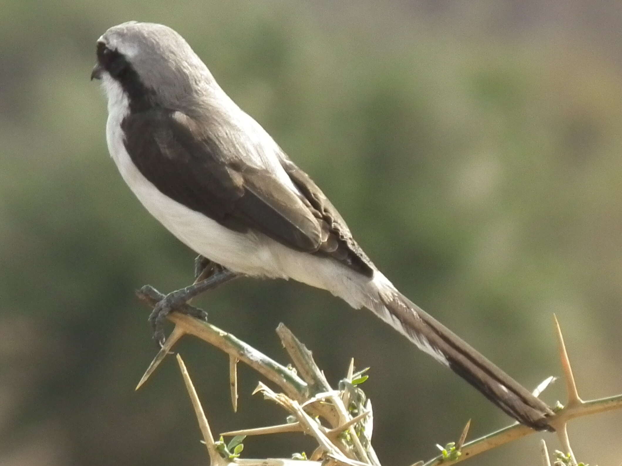 Image of true shrikes