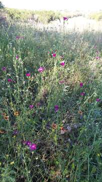 Image de Callirhoe leiocarpa R. F. Martin