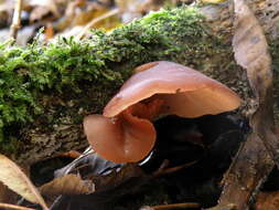 Image of ear fungus