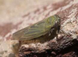 Image of Aster Leafhopper