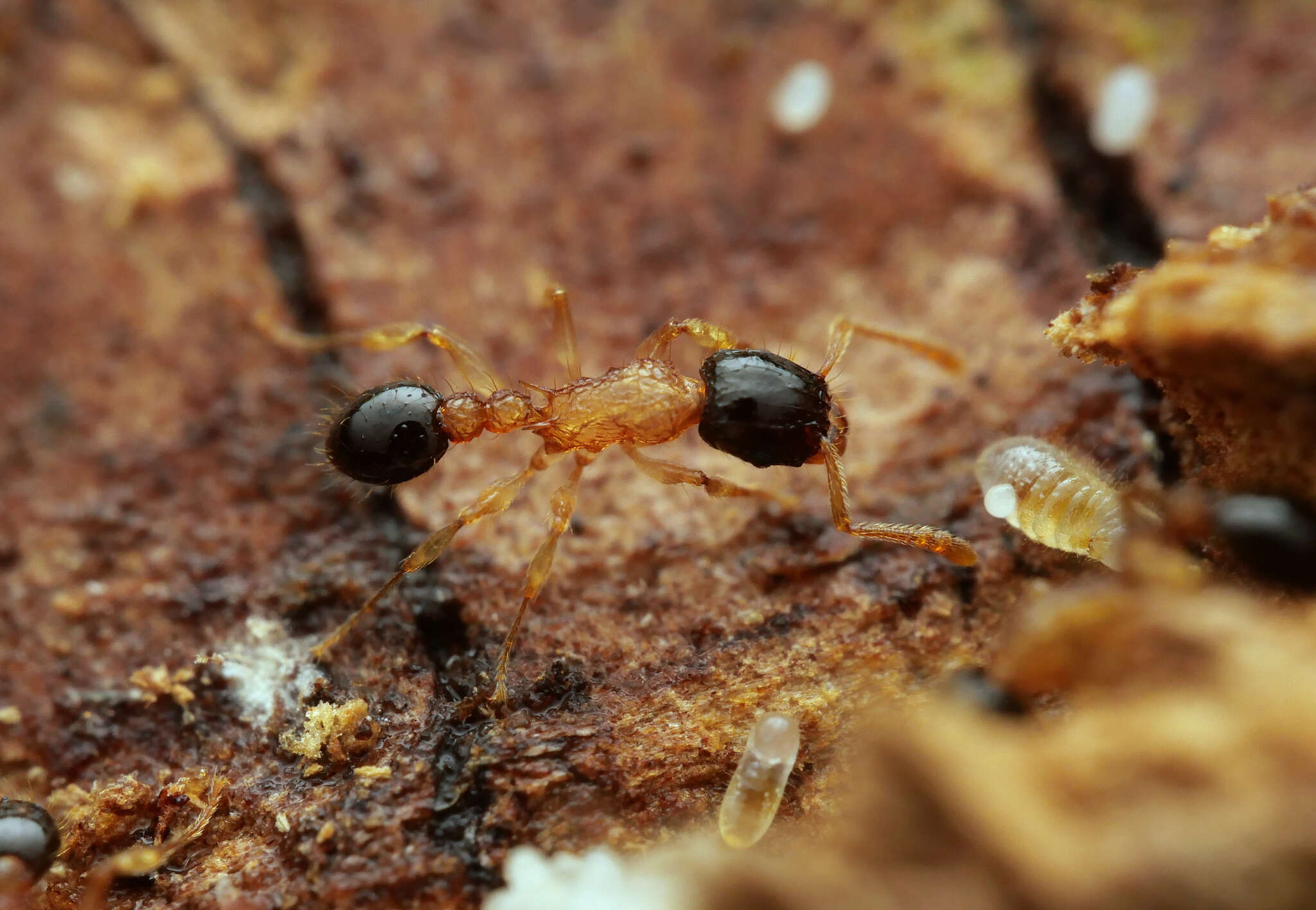 Image of Tetramorium bicolor Viehmeyer 1914