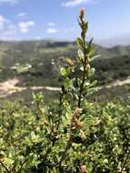 Image of Cedros Island Oak