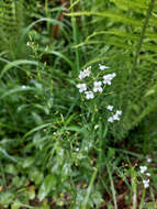 Imagem de Eutrema integrifolium (DC.) Bunge