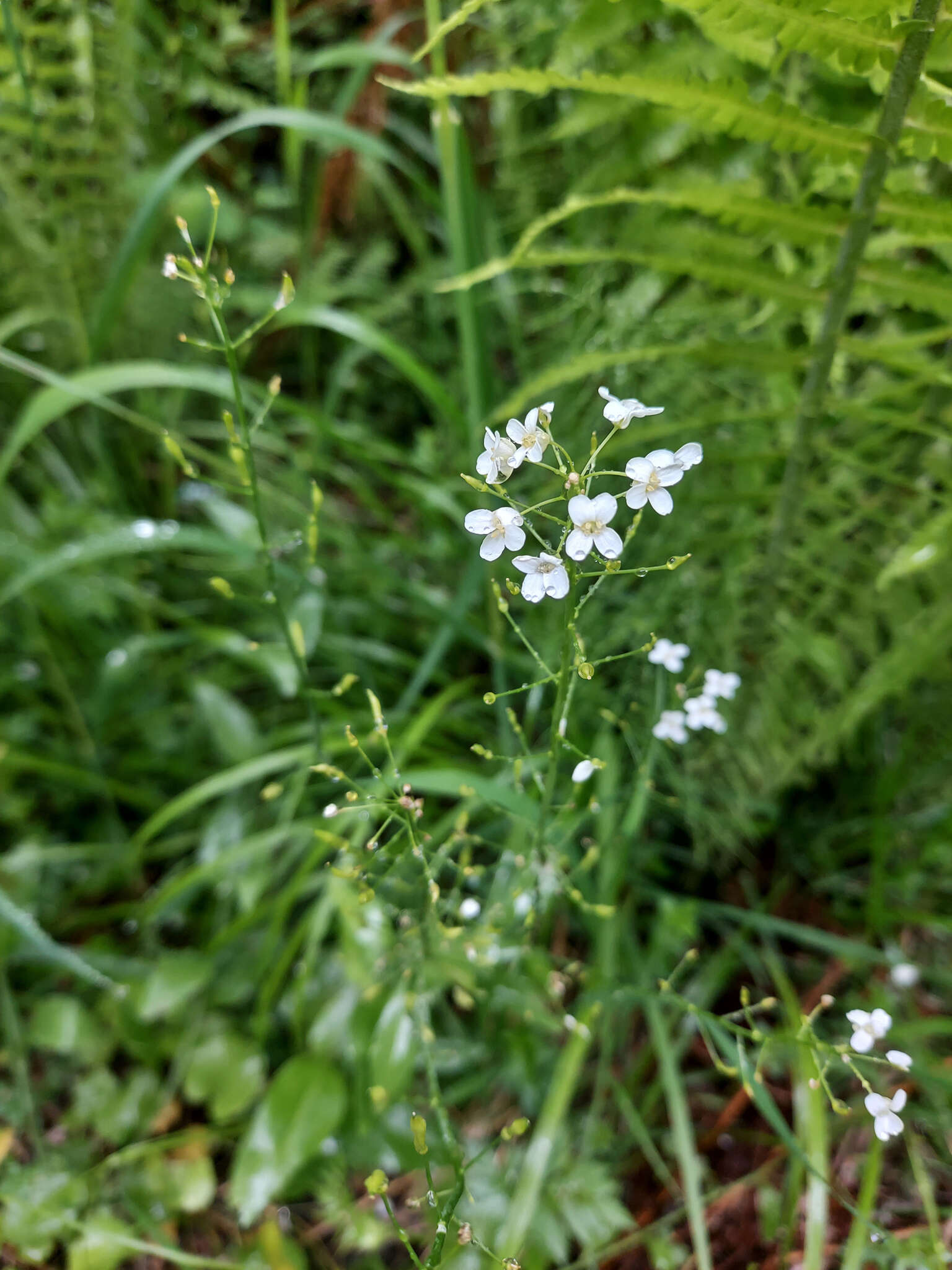 صورة Eutrema integrifolium (DC.) Bunge