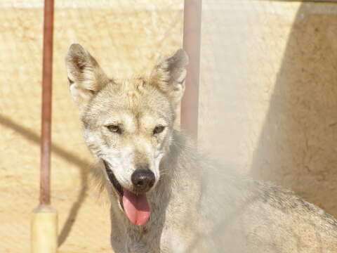 Слика од Canis lupus arabs Pocock 1934