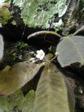 Image of Amalophyllon macrophyllum (Wiehler) Boggan, L. E. Skog & Roalson