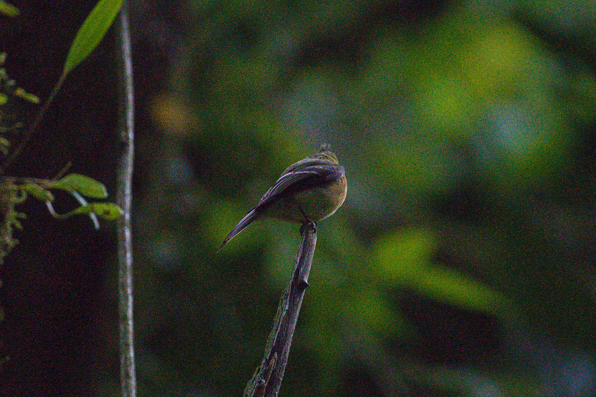 Mitrephanes phaeocercus aurantiiventris (Lawrence 1865) resmi