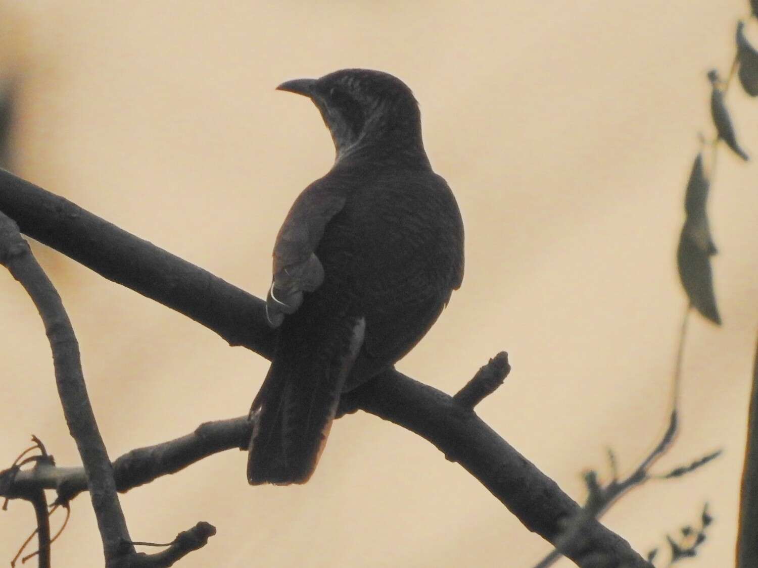 Image of Banded Bay Cuckoo