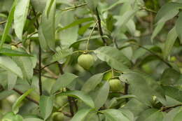 Image of Garcinia hombroniana Pierre