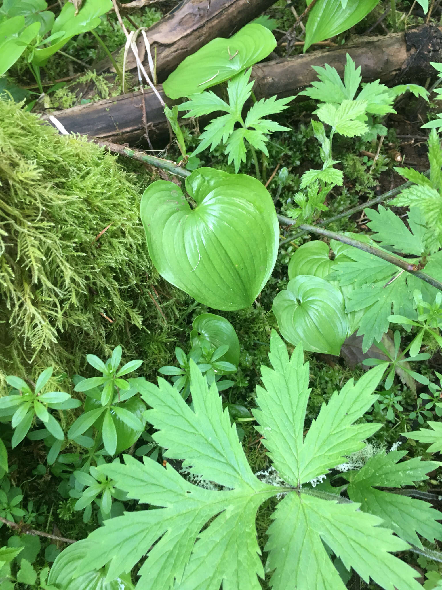 北方舞鹤草的圖片