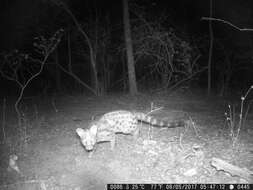 Image of Blotched Genet