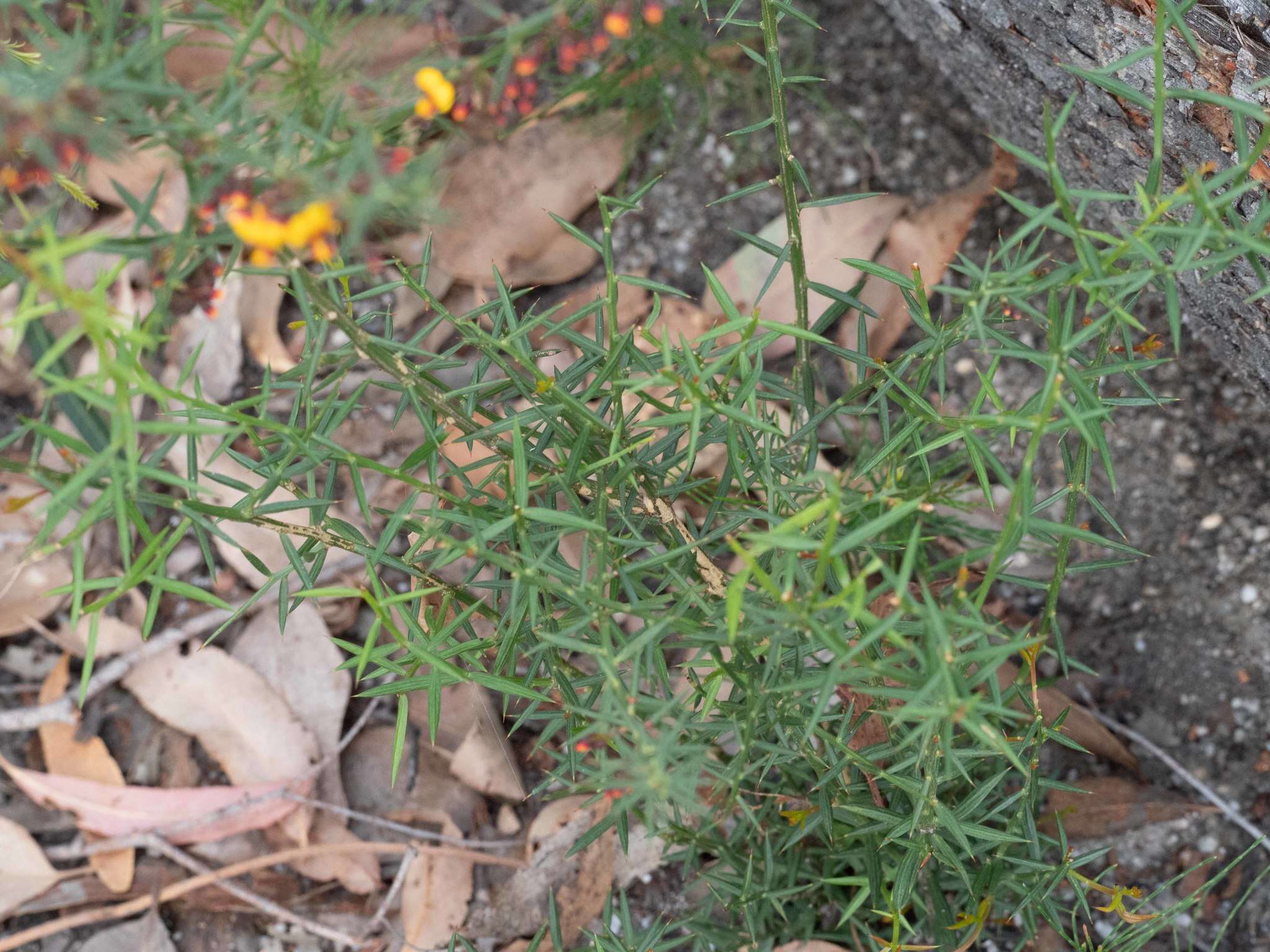 Image de <i>Daviesia <i>ulicifolia</i></i> subsp. ulicifolia