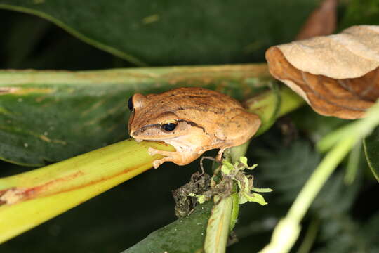 Image of Polypedates braueri (Vogt 1911)