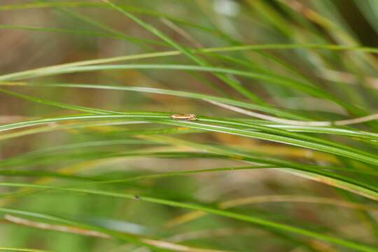 Слика од Glyphipterix scintilella Walker 1864