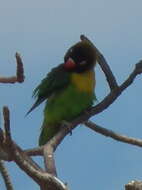 Image of Yellow-collared Lovebird