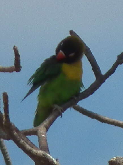 Image of Yellow-collared Lovebird