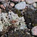 Image of Easter lichen