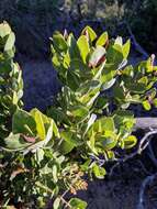 Image of Santa Catalina Island manzanita