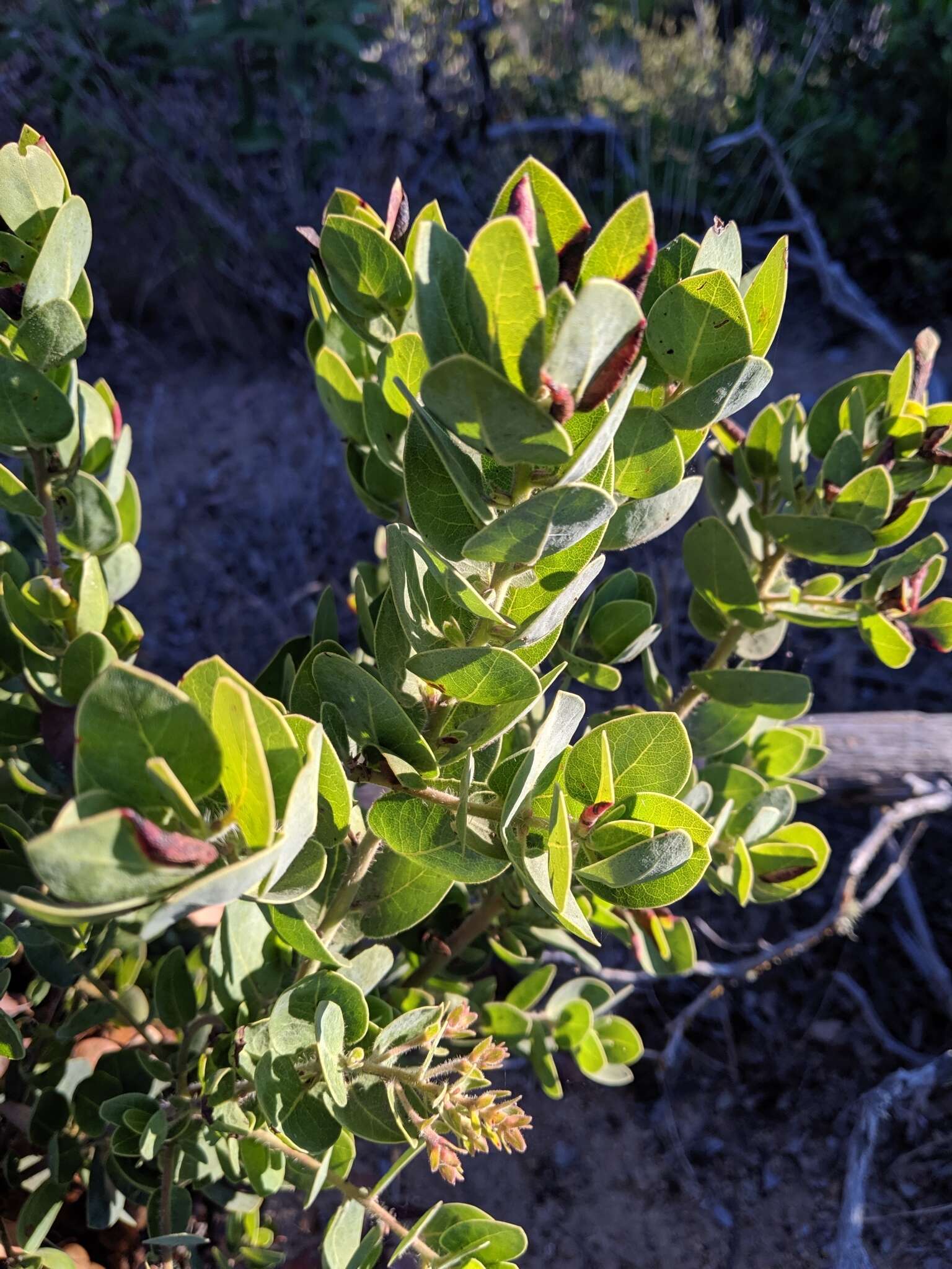 Image of Santa Catalina Island manzanita