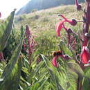 Imagem de Lobelia tupa L.