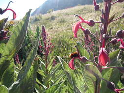 Plancia ëd Lobelia tupa L.