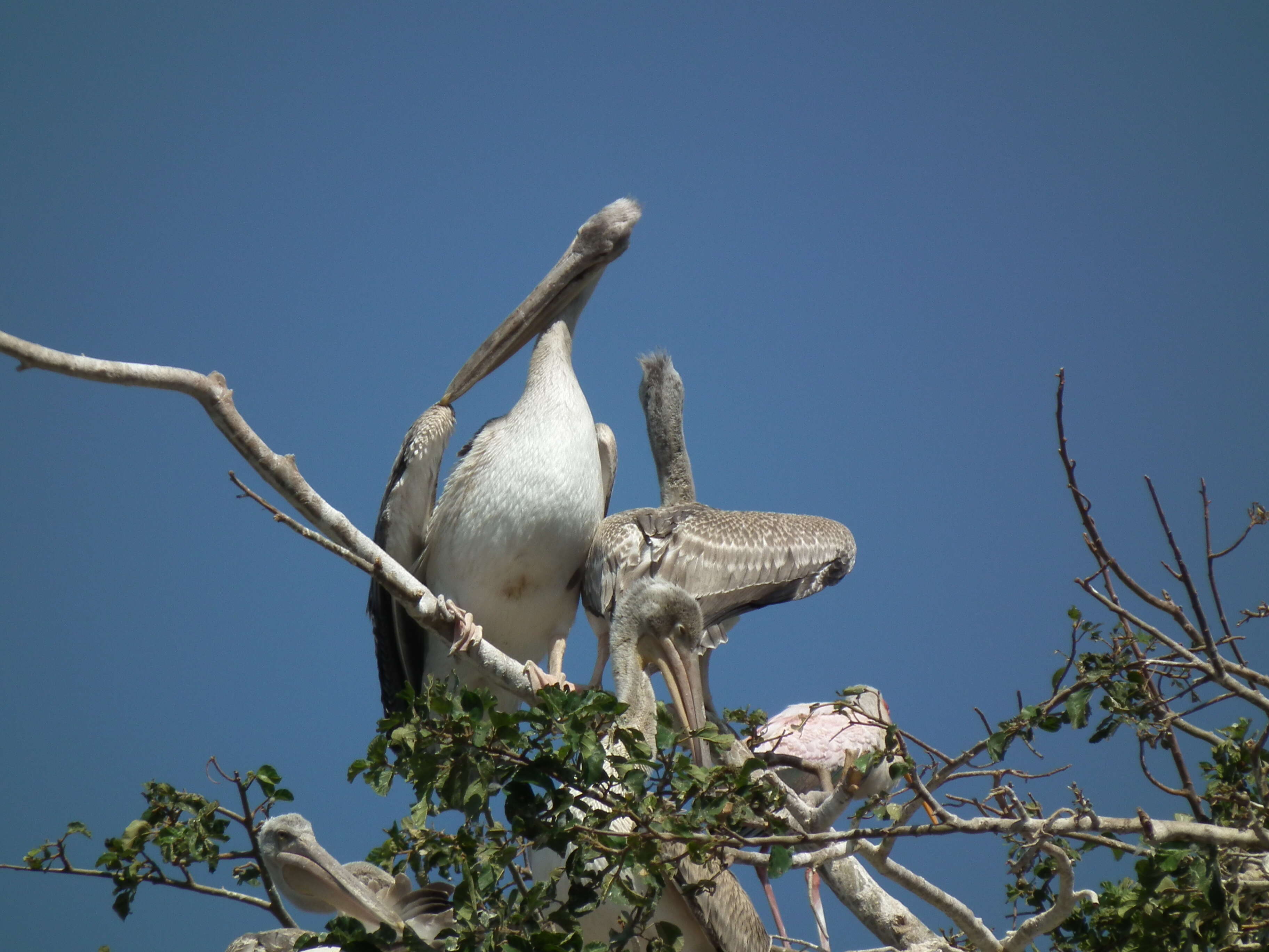 Image of Pink-backed Pelican