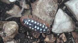 Image of Armadillidium werneri Strouhal 1927