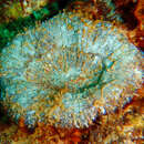 Image de Corail champignon de l'atlantique