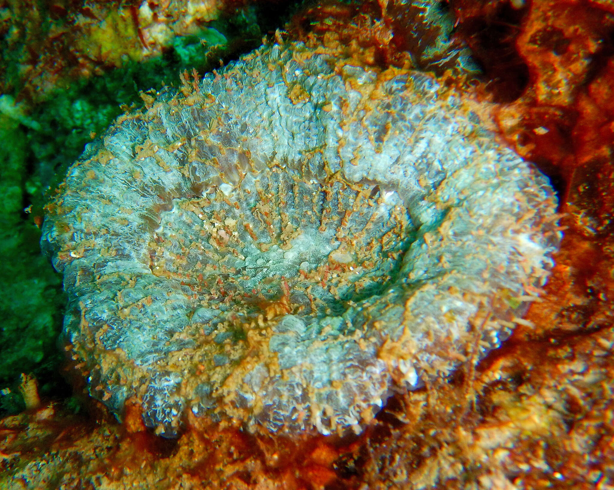 Image of Atlantic Mushroom Coral