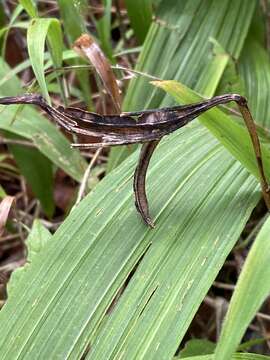 Image of Bletia purpurata A. Rich. & Galeotti