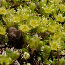 Cherleria sedoides L.的圖片