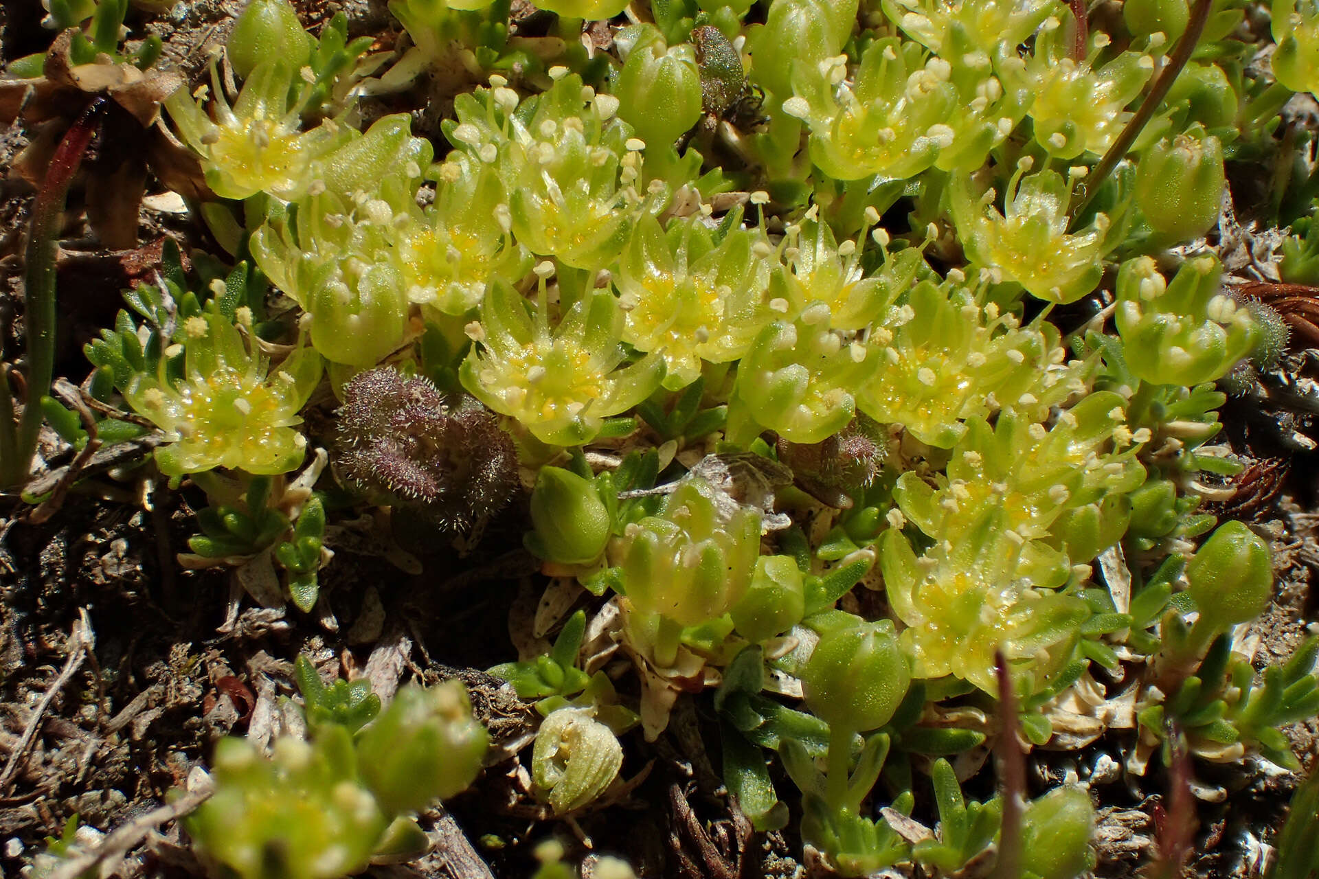 Cherleria sedoides L.的圖片