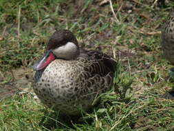 Image of Red-billed Teal