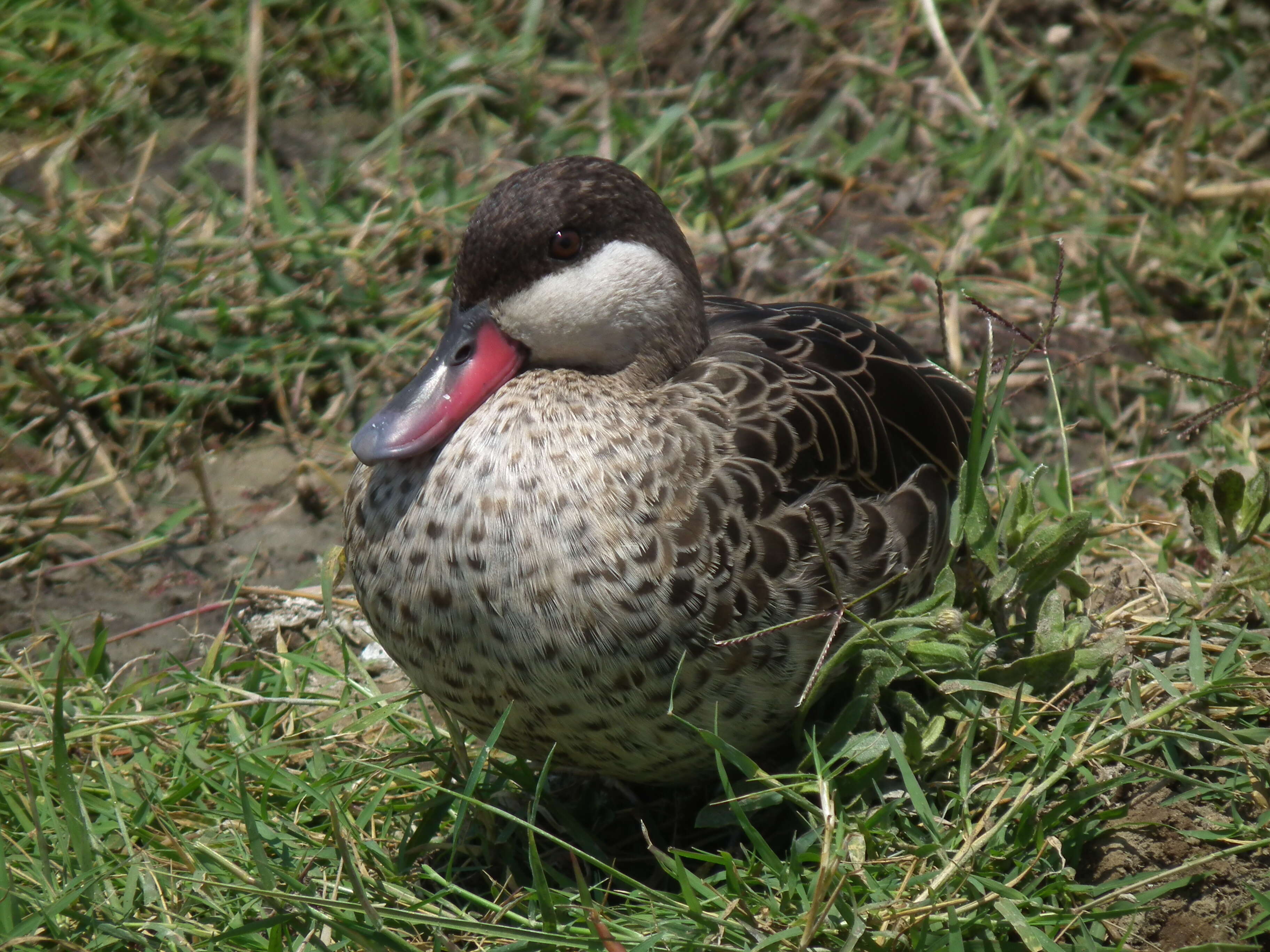 Image of Red-billed Teal