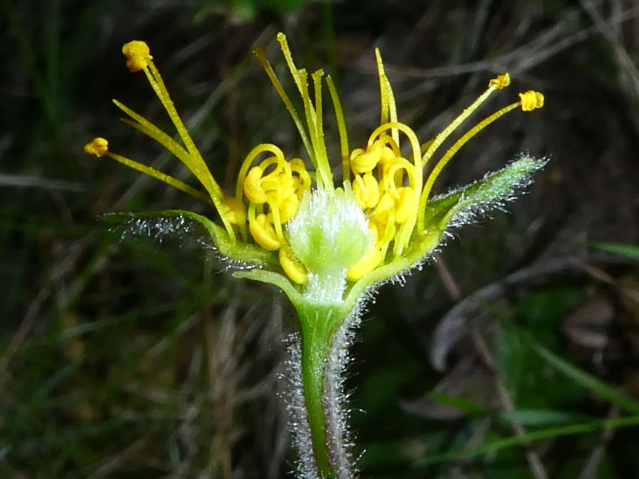 Image of Geum sylvaticum Pourret