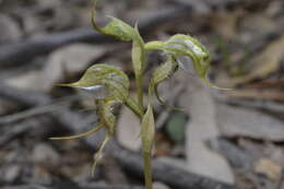 Image of Pterostylis ciliata M. A. Clem. & D. L. Jones