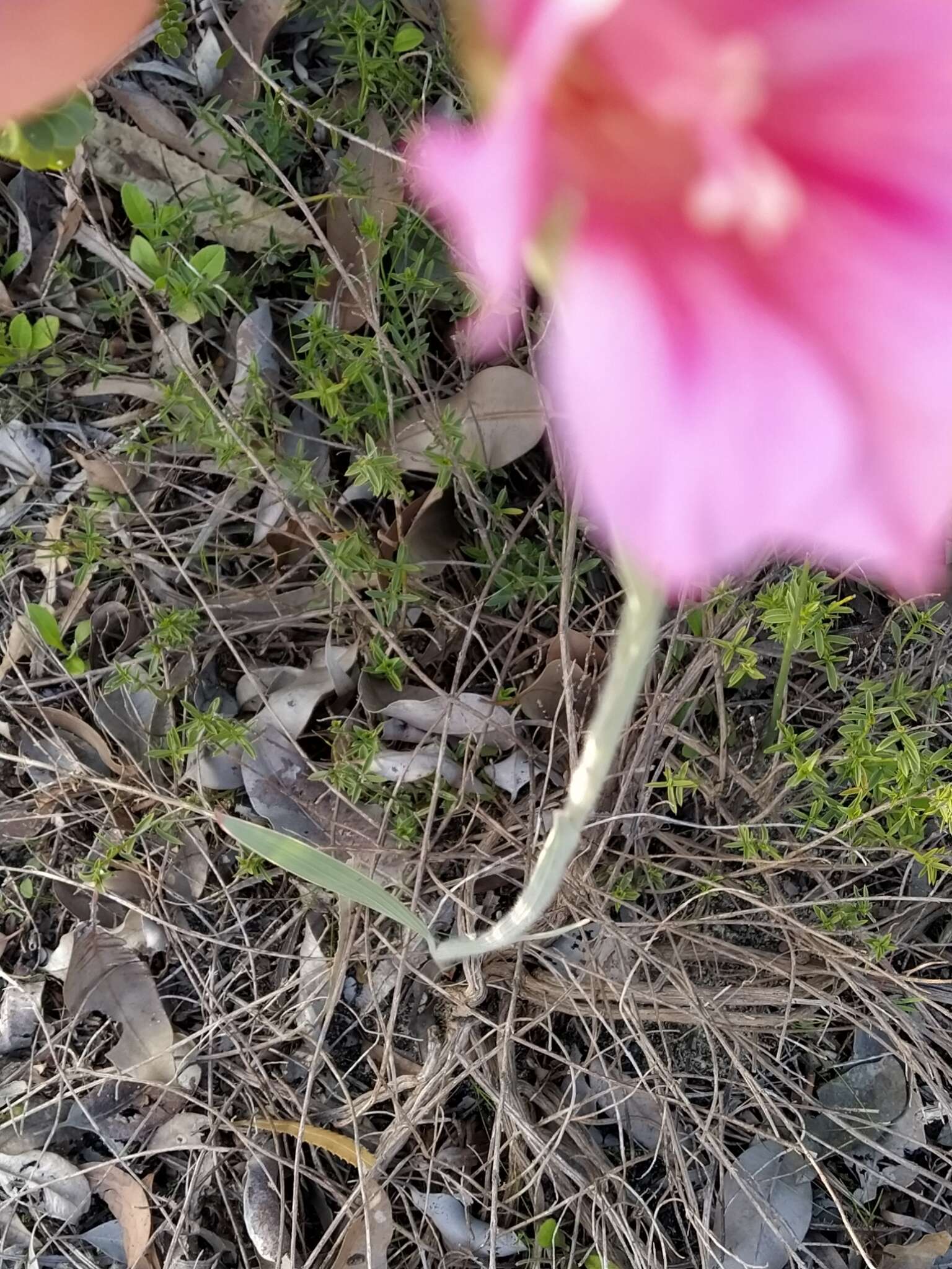 Imagem de Gladiolus caryophyllaceus (Burm. fil.) Poir.