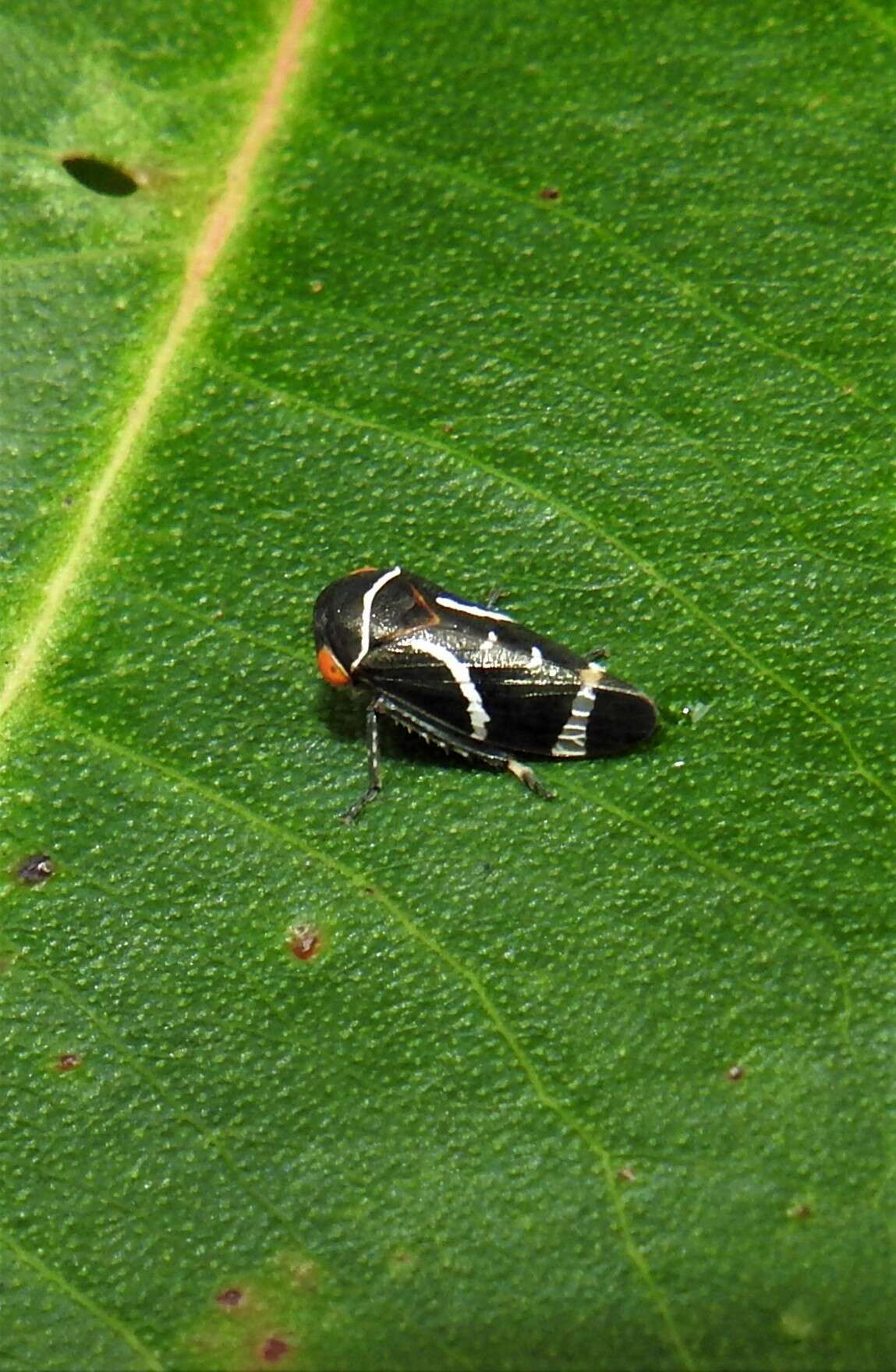 Image of Eurymeloides bicincta Erichson 1842