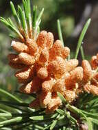 Imagem de Pinus contorta Douglas ex Loudon