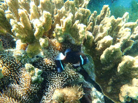 Image of McCulloch&#39;s Anemonefish