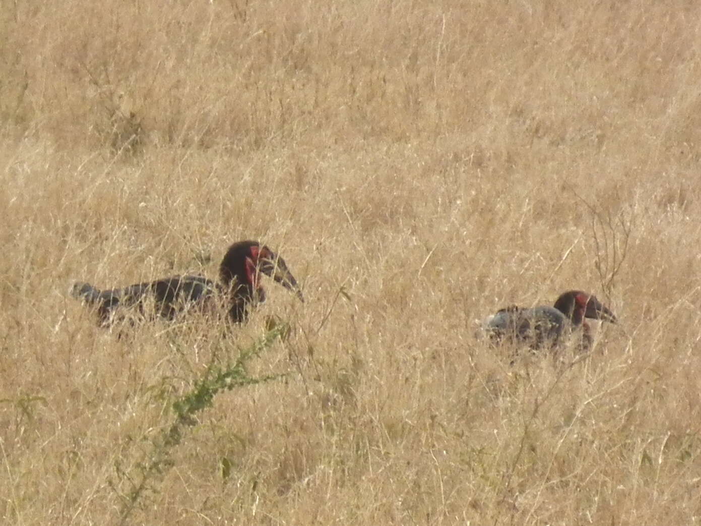 Image of Southern Ground Hornbill